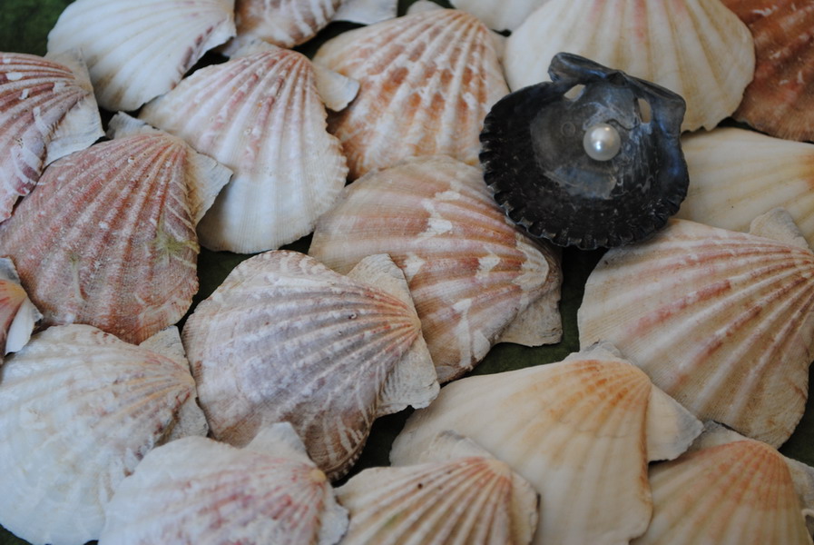 Clam shells and a pearl